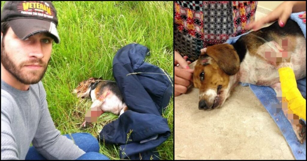 Rescued Beagle Left Stranded on Highway, Brave Veteran Risks Speeding Across 3 Lanes to Save Him