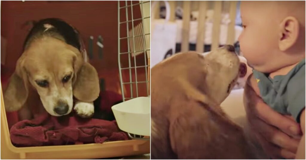 “Rescued Lab Beagle Refuses to Leave Cage, Reacts to Baby’s Cry and Witnesses Her First Steps”