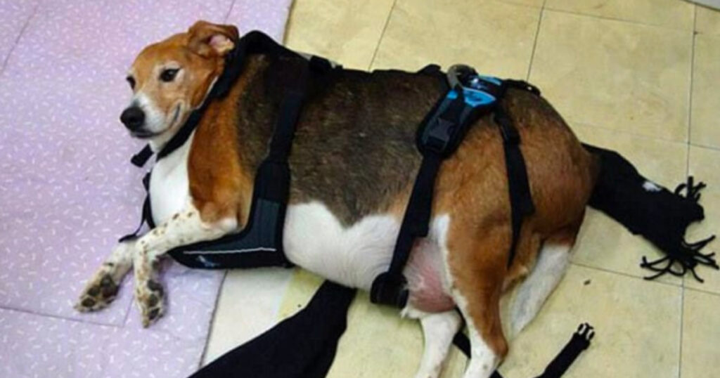 Portly Pup: Overweight Beagle Discovered in a State of Immobile Overindulgence